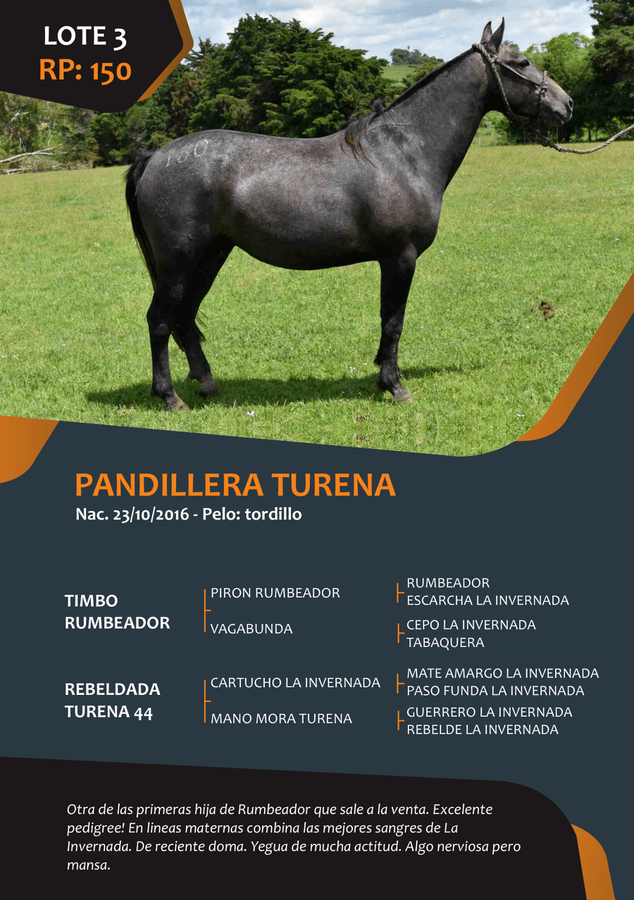 Lote RP 150 - PANDILLERA TURENA