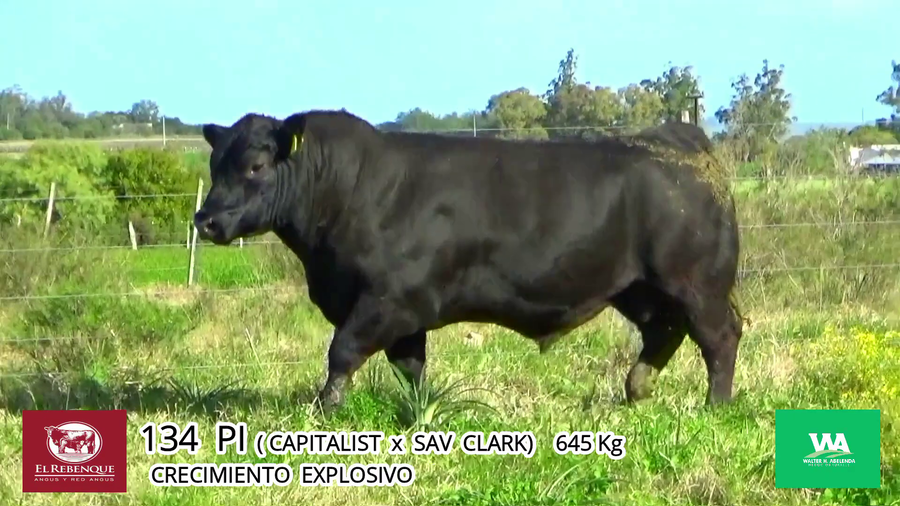 Lote Toros a remate en Angus el Rebenque  en Asociación Rural de Florida
