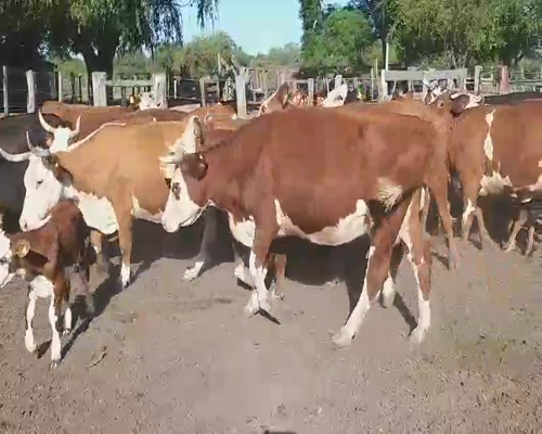 Lote 18 Vacas CUT con cría en Villaguay, Entre Ríos