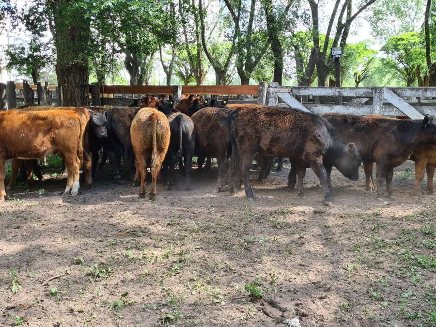 Lote 17 Terneros en Gral. Lamadrid, Buenos Aires