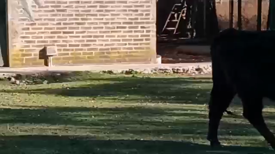 Lote 7 Terneros/as en Chascomús, Buenos Aires