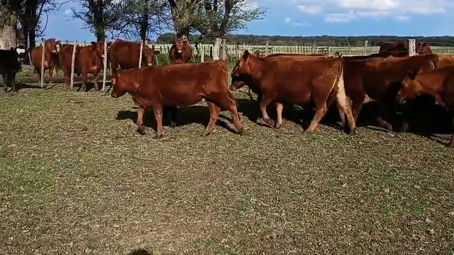 Lote 50 Terneras en Buenos Aires, Salazar