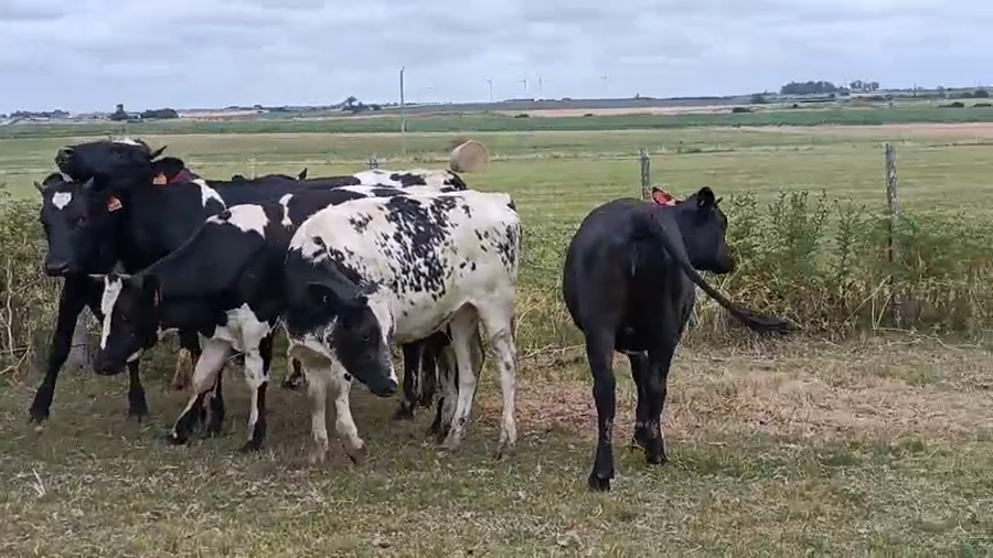 Lote 9 Vaquillonas  a remate en Ultima pantalla del año - Escritorio Camy, San José