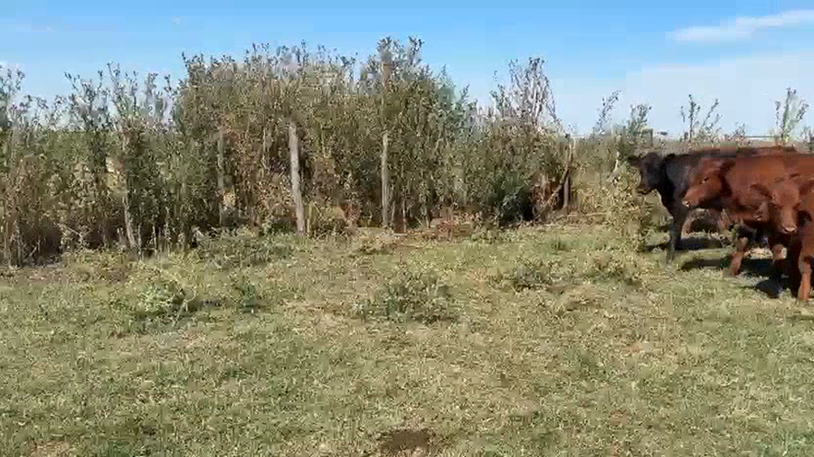 Lote 70 Terneros en Arboledas