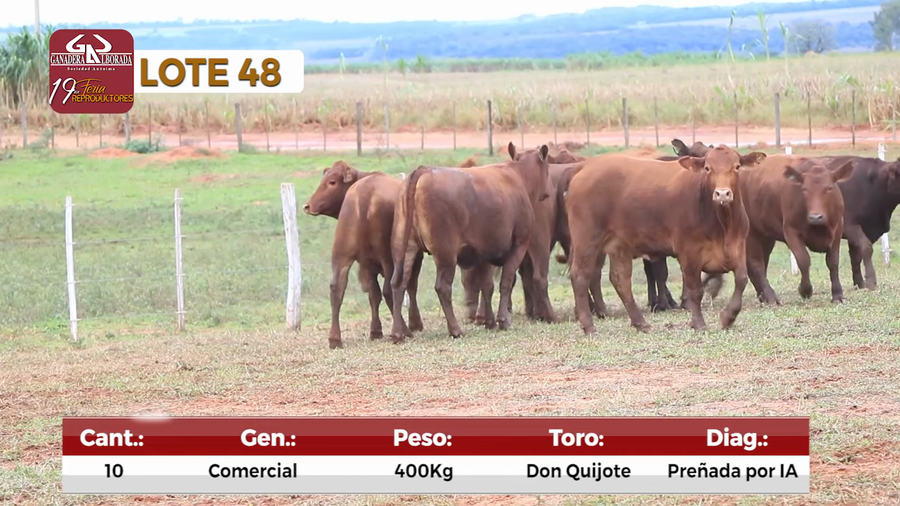 Lote Reproductores de Alborada - Lote 48