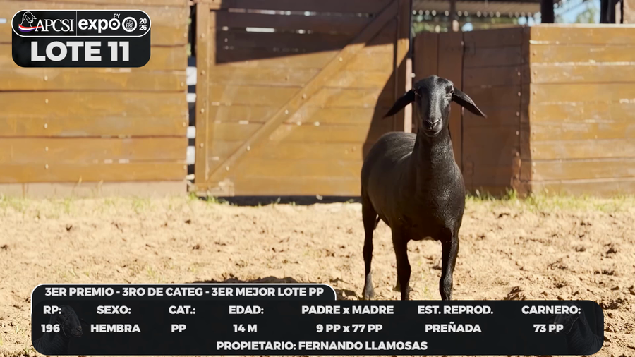 Lote LOTE 11 - CAMPO