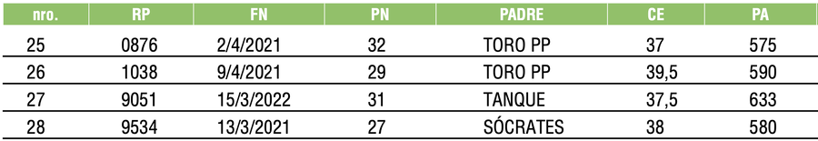 Lote TOROS ANGUS COLORADOS PC