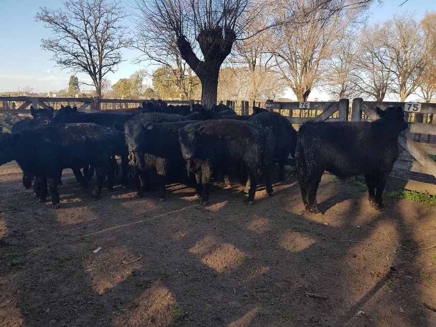 Lote 23 Terneros en Gral. Lamadrid, Buenos Aires
