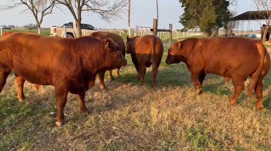 Lote CABAÑA EL FORTIN