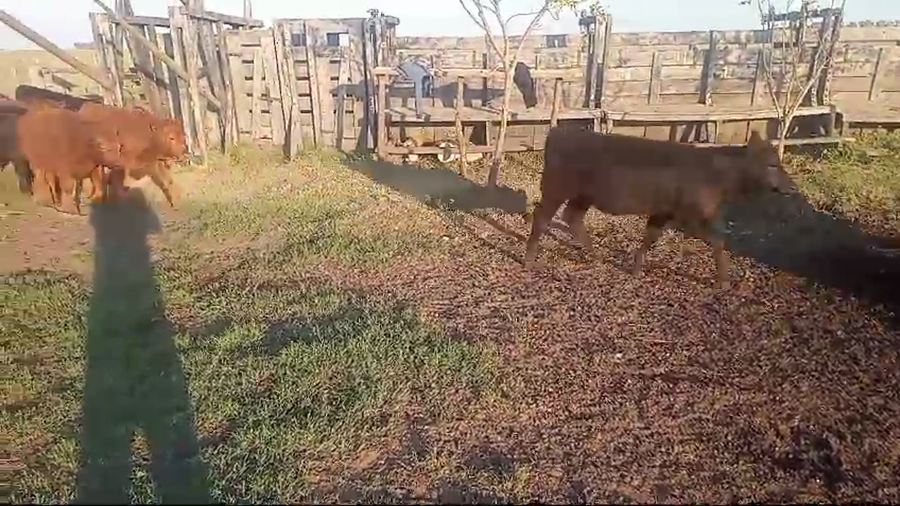 Lote 40 Terneros/as en Tapalque