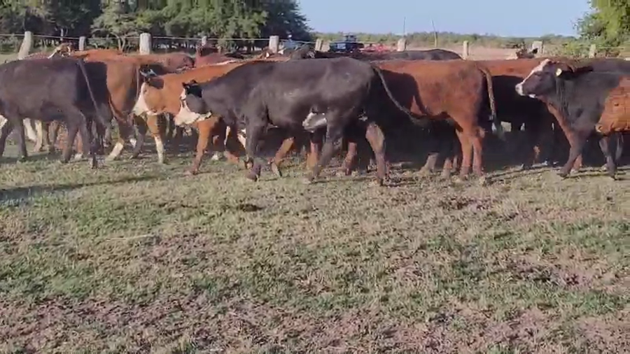 Lote 64 Vaquillonas en Entre Ríos, Villaguay