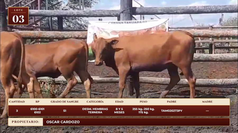 Lote LOTE 3