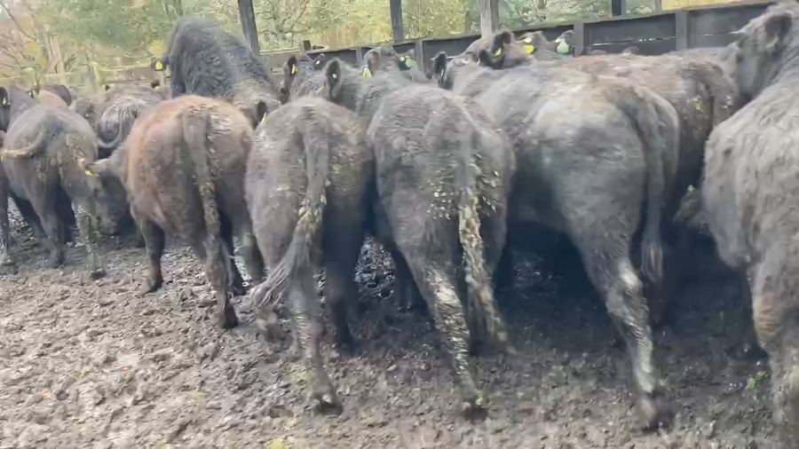 Lote 20 Novillo Engorda en Río Bueno, XIV Región Los Ríos