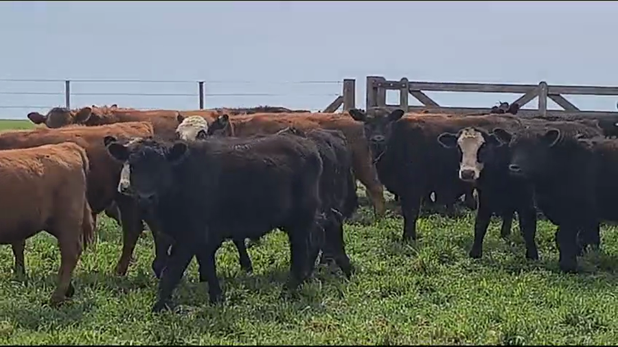 Lote 70 Terneros/as en Coronel Suarez