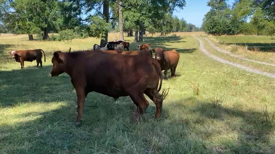 Lote 38 Novillo Gordo en Osorno, X Región Los Lagos