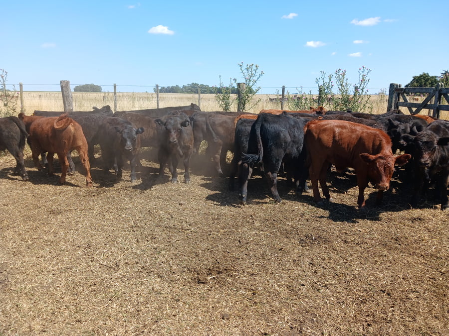 Lote 26 Terneros en Rauch