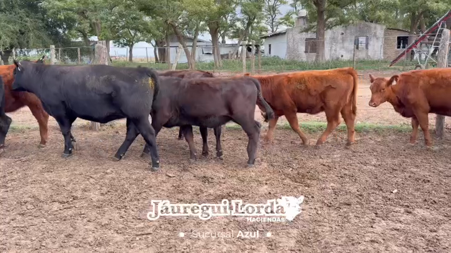 Lote 23 Terneras