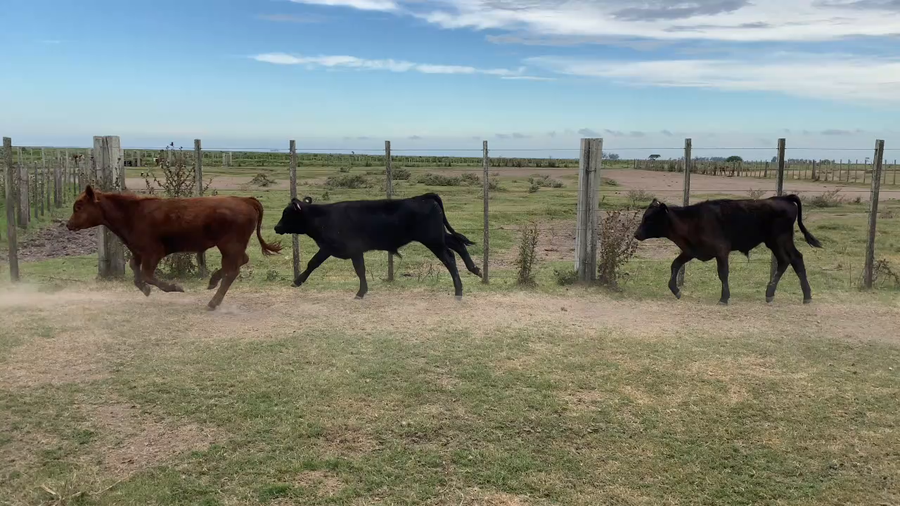 Lote 170 Terneros enteros en Treinta y Tres