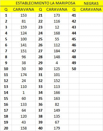 Lote 50 VAQUILLONAS ANGUS NEGRAS DE 330 KG  P/ ENTORAR, EN SAN ANTONIO DE ARECO, PBA.-