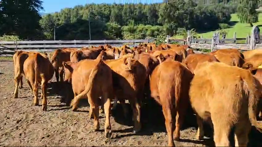 Lote 55 Vaquilla Engorda en Futrono, XIV Región Los Ríos