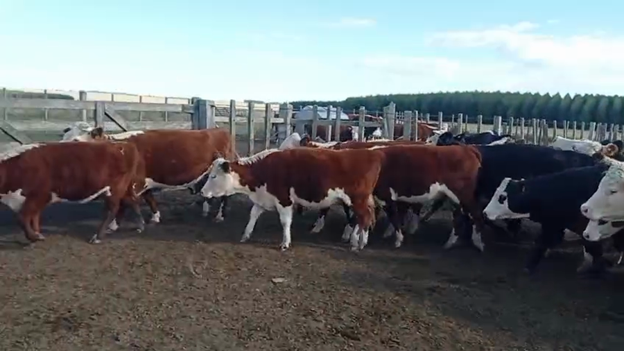 Lote 31 Vaquillonas y Vacas a remate en Pantalla Camy, San José