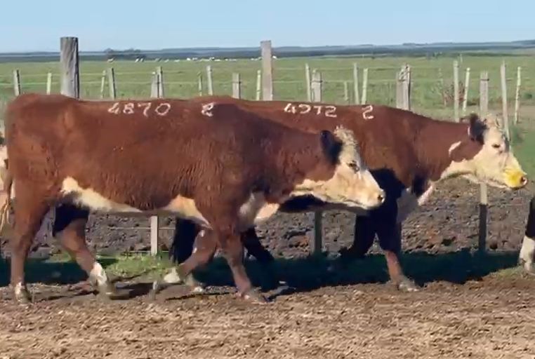 Lote Santa Graciana - Zambrano y Cía