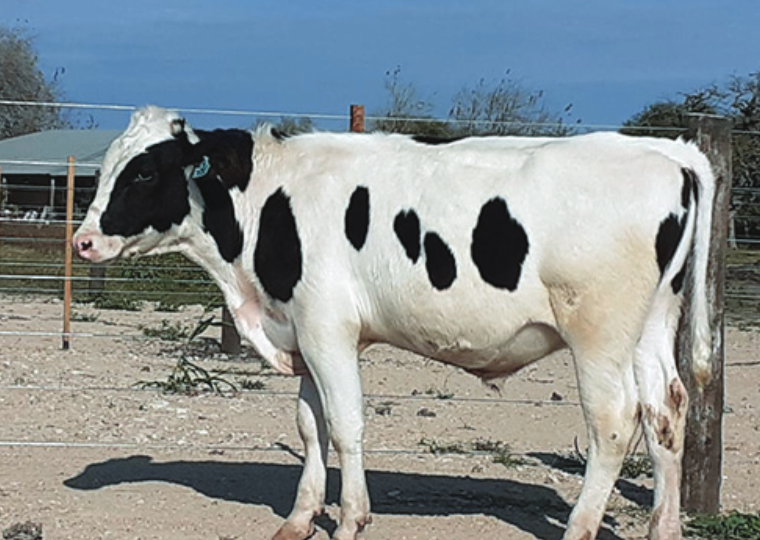 Lote YODA X BOURBON X MONTEREY X KRUSADER