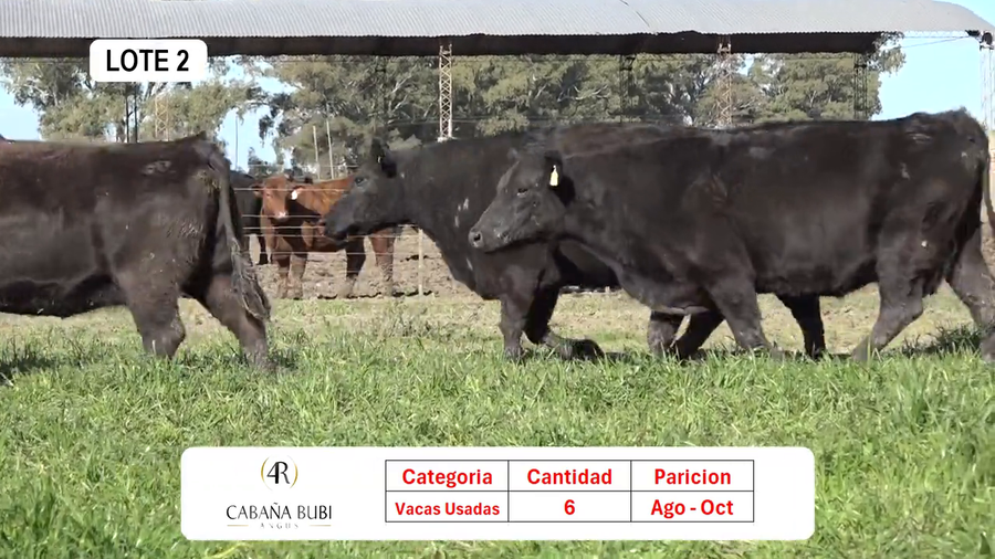 Lote Vientres Paridos MaS - Puros Controlados