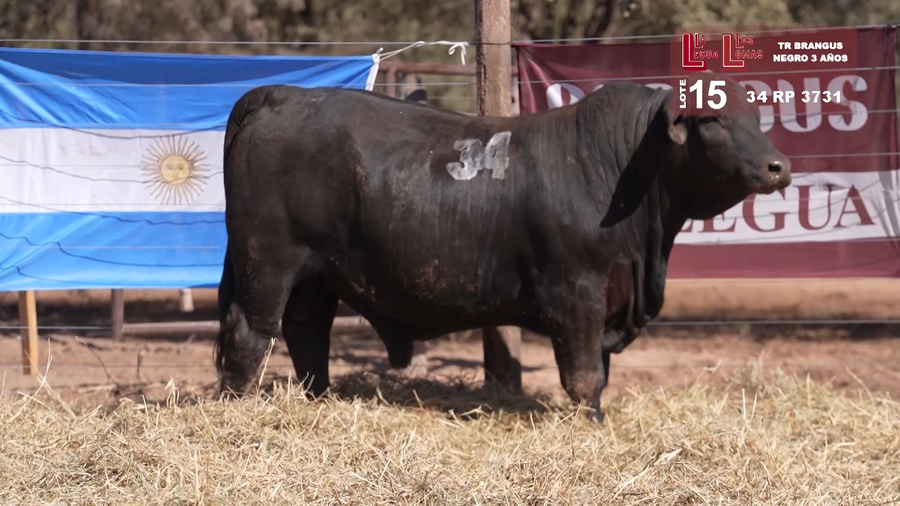 Lote BRANGUS NEGRO 3 AÑOS