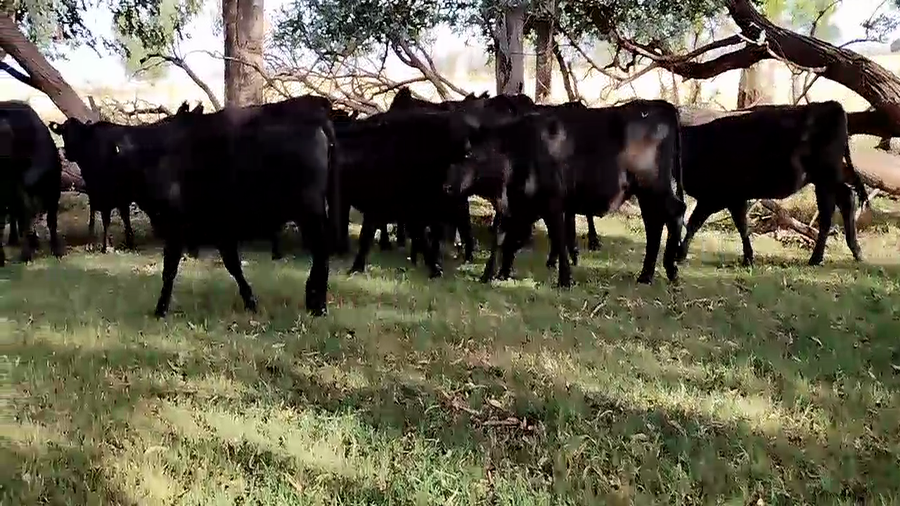 Lote 31 Vaquillonas OLAVARRIA