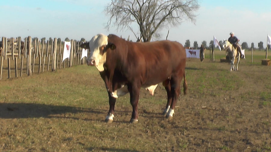 Lote TORO BRAFORD