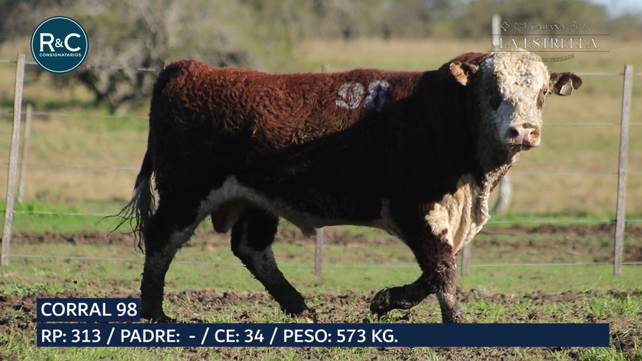 Lote Toro Hereford