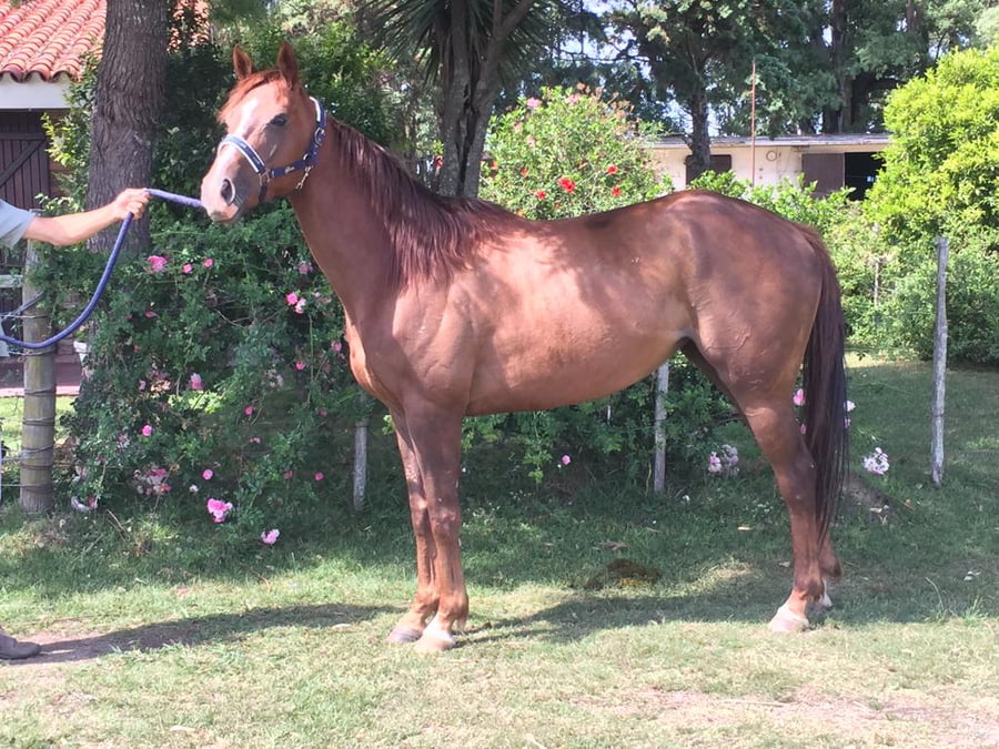Lote MADRINA ELI