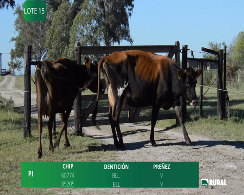 Lote VACAS  EN PRODUCCIÓN