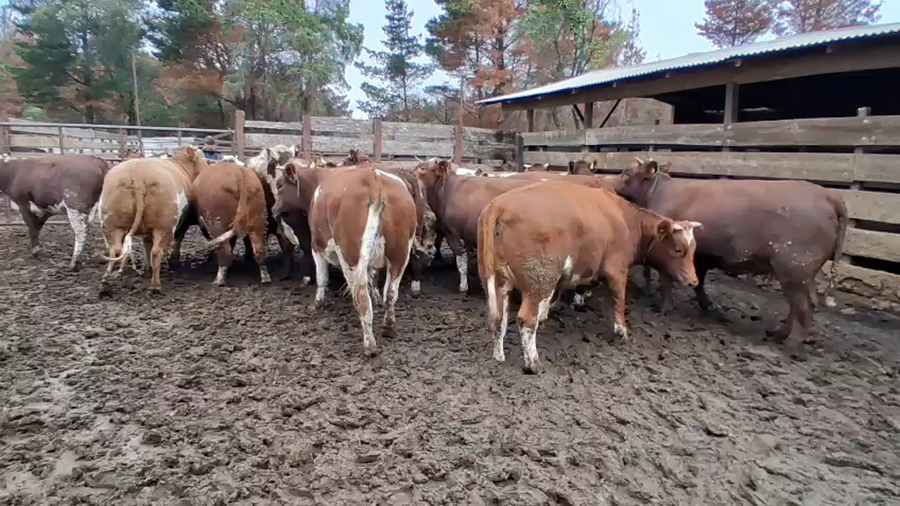 Lote 20 Vaquilla Gorda en Los Ángeles, VIII Región Biobío