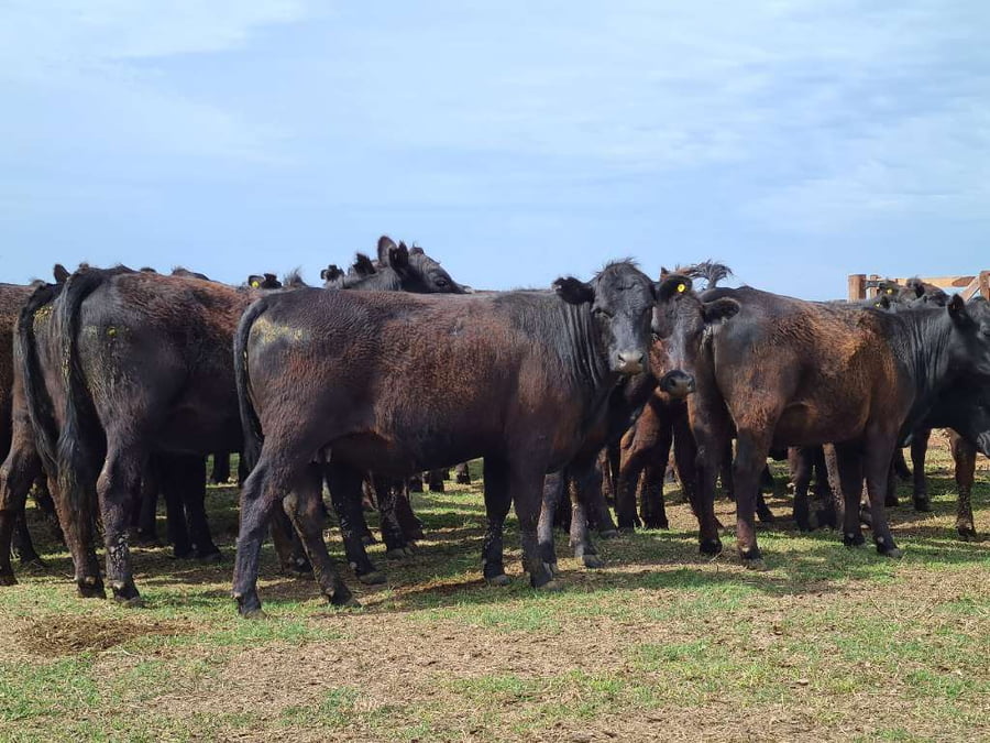 Lote 32 Vaquillonas preñadas en Gral. Lamadrid, Buenos Aires