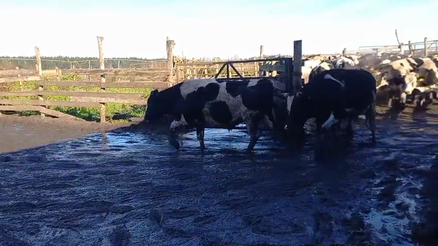 Lote 40 Novillo Gordo en Cabrero, VIII Región Biobío