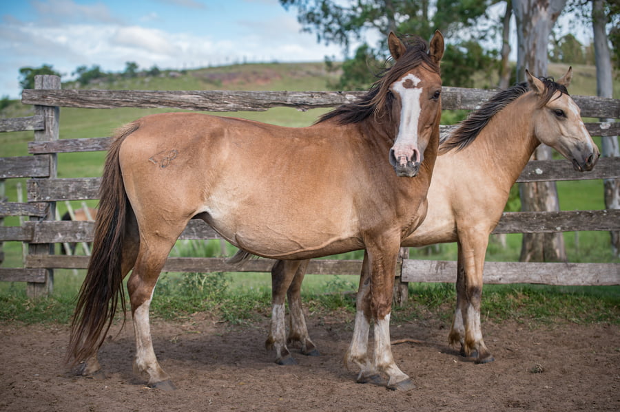 Lote Ticher I Sit Daun Sentao