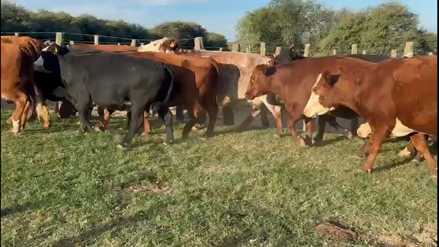 Lote 34 Vacas