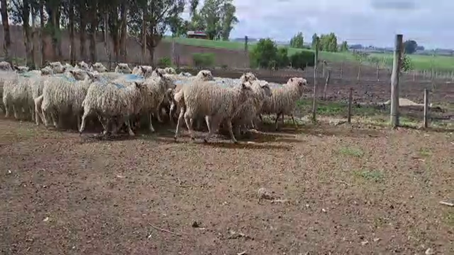 Lote (Vendido)30 Corderos a remate en #6 Remate Entre Martillos, San José