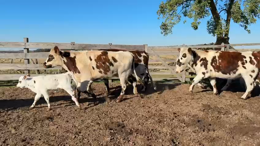 Lote VAQUILLONA PREÑADAS