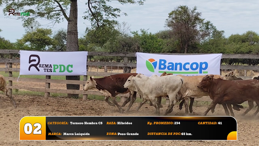 Lote Ternero Hembra C5