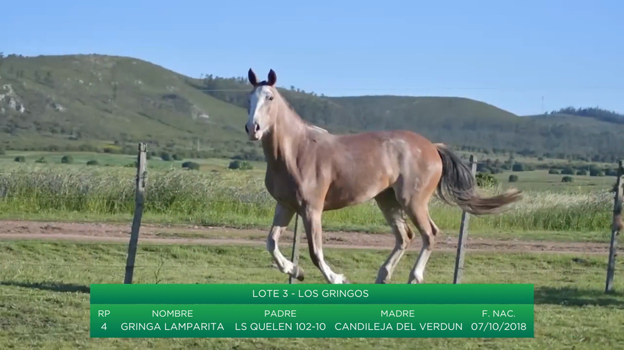 Lote Gringa Lamparita