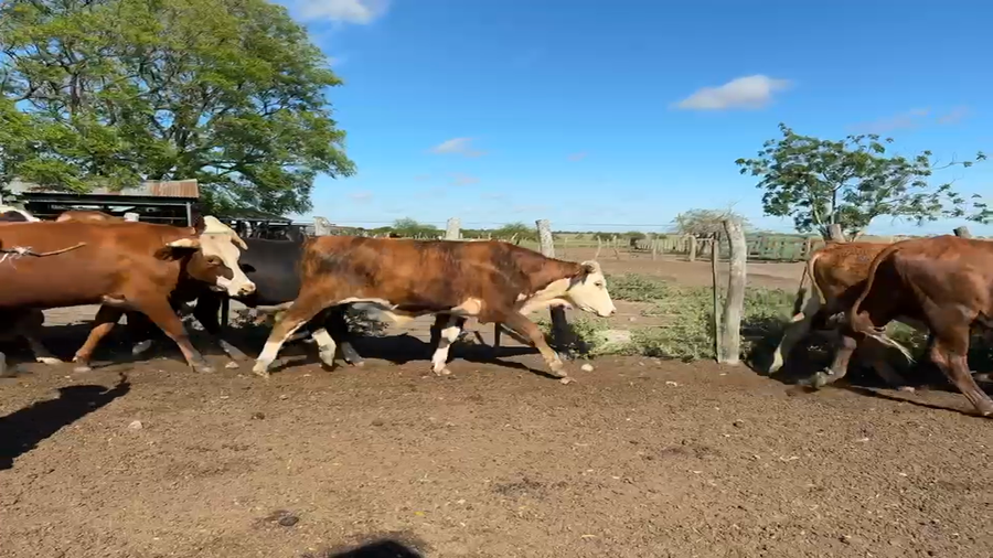 Lote 50 Novillitos en Corrientes, Mercedes