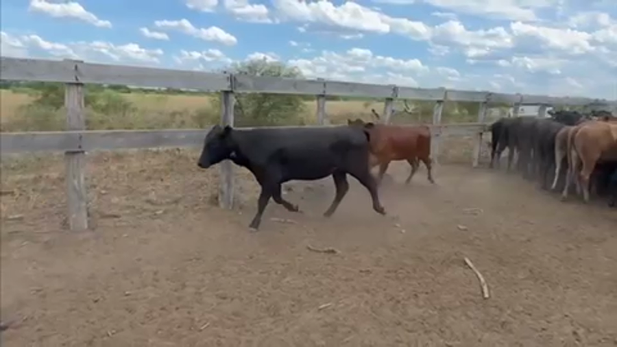 Lote 85 Vaquillonas en Laguna Yema, Formosa