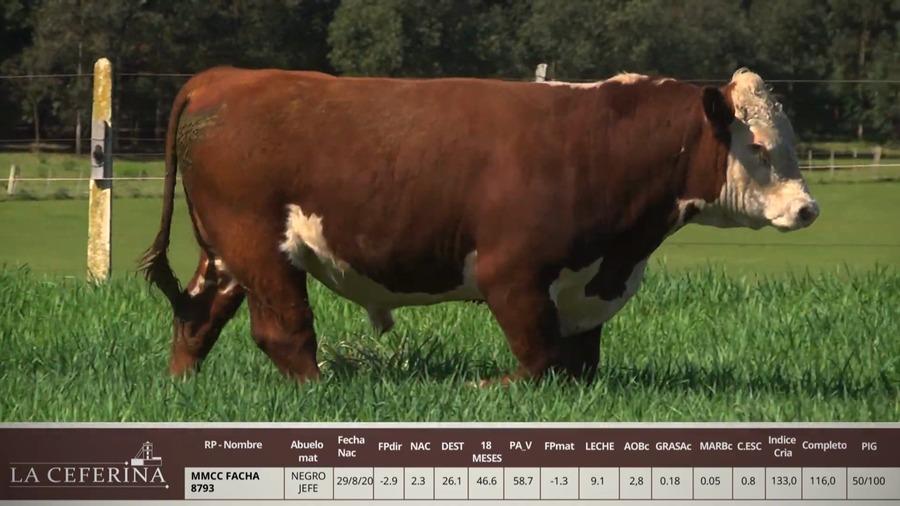 Lote MMCC FACHA 8793