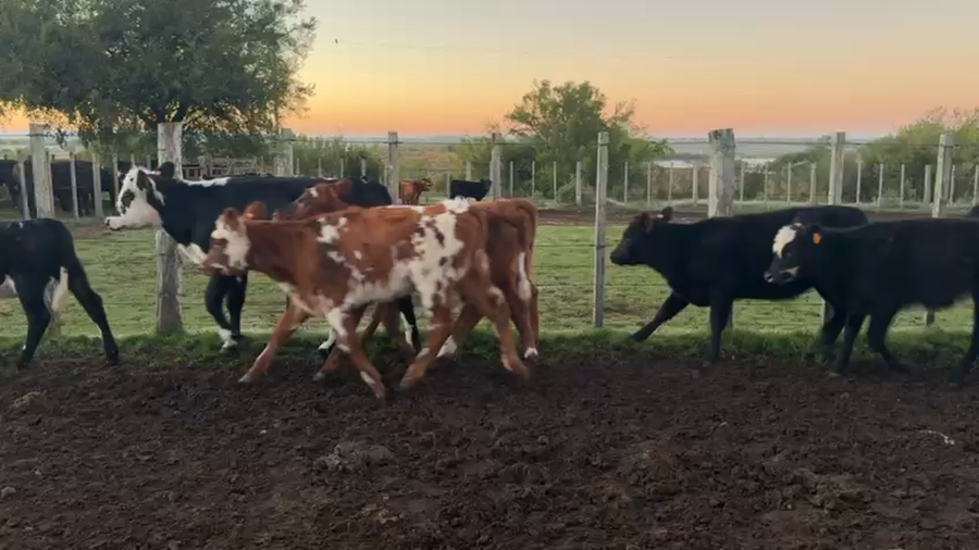 Lote TERNERAS