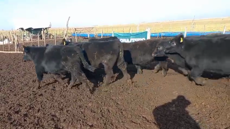 Lote 25 Terneros EN DAIREAUX