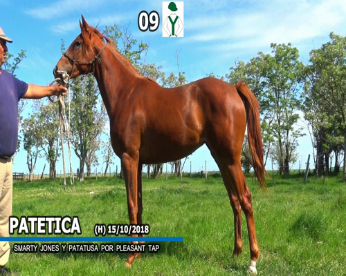 Lote PATETICA