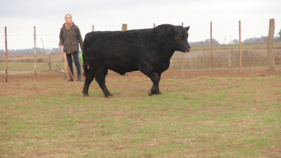 Lote TOROS PUROS DE PEDIGREE